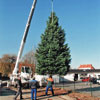 Baum aufstellen